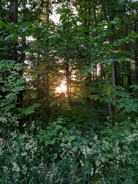 Закат Солнца Сияющего Сквозь Листья Зеленом Лесу — стоковое фото