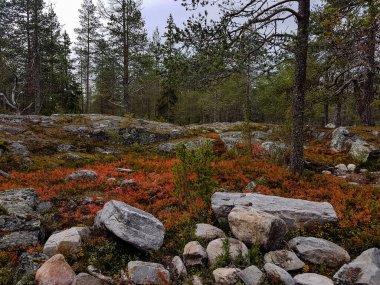 Kuzeyde kırmızı sonbahar renklerinde toprak bitkileri ve yerde kayalar var..