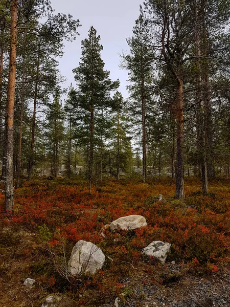 Földi Növények Vörös Őszi Színek Északi — Stock Fotó