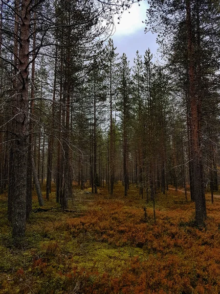 地上植物に紅葉した森の松 — ストック写真