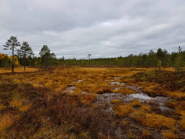 Kuzeyde sonbahar renkleriyle bataklık manzarası.