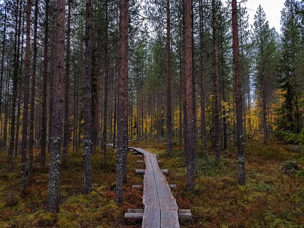 Cartelle Una Foresta Nel Nord Con Colori Autunnali — Foto Stock