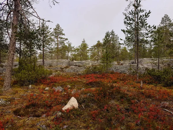 北側の赤い秋の色の地上植物 — ストック写真