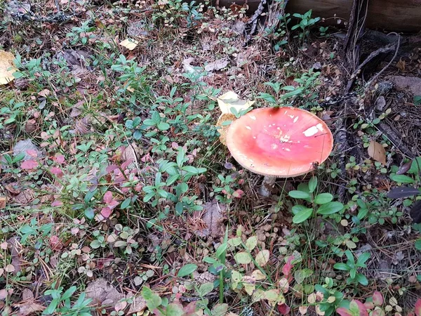 Sonbaharda kırmızı mantar yakın plan..