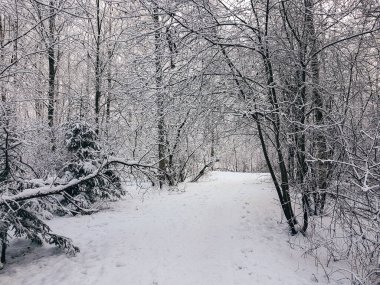 Karla kaplı ağaçlar ve siyah beyaz renkte bir patika..