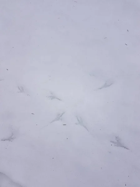 雪の上で鳥の足跡を横断 — ストック写真