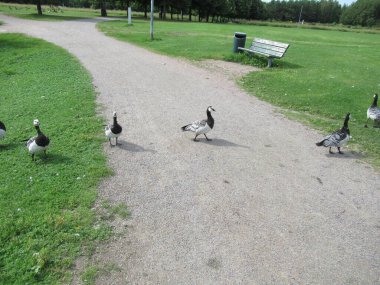 Barnacle kazları bir parkta toprak yoldan geçiyorlar..