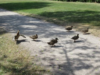 Anne yaban ördekleri yavrularını toprak yoldan geçirir..