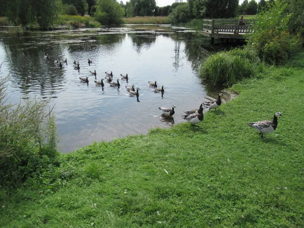 Havstulpangäss Simmar Mot Gräs Park — Stockfoto