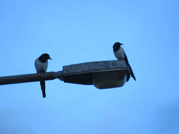 Magpies Sitter Toppen Lyktstolpe Med Klarblå Himmel Bakgrunden — Stockfoto