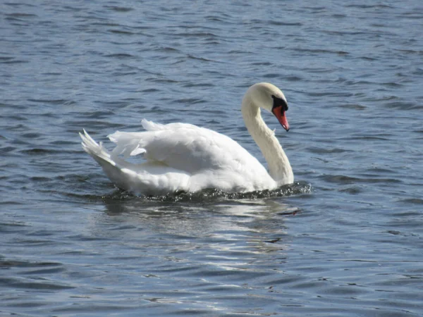 Cisne Mudo Nadando Água Azul — Fotografia de Stock