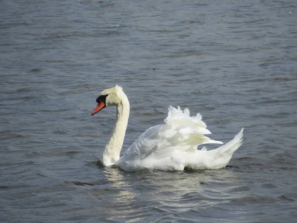 Mute Swan Swimming Blue Water — Stock Photo, Image
