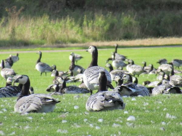 Flock Havstulpangäss Gräs Parken Med Vita Fjädrar Marken — Stockfoto