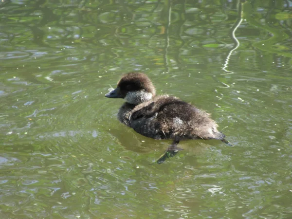 Yeşil suda yüzen altın gözlü bebek.,