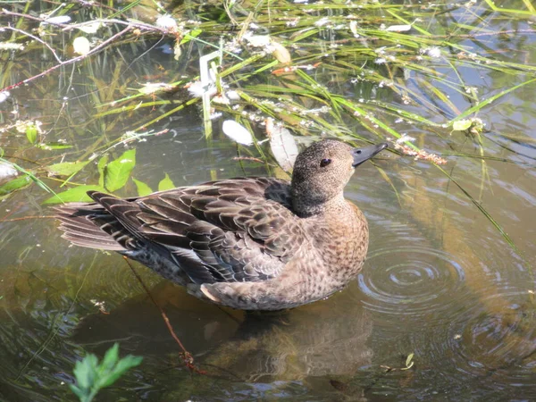 Suyun üzerinde oturan ve tatlı görünen dişi bir dul..