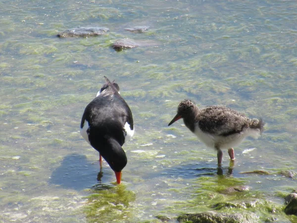 İstiridye avcısı anne bebeğine deniz kıyısında balık tutmayı öğretiyor..
