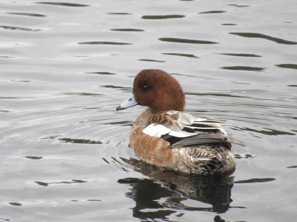 Macho Wigeon Nadando Gris Agua Disparo Desde Atrás — Foto de Stock