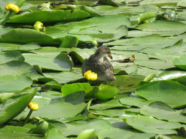 Sarı çiçekli zambakların üzerinde duran Moorhen.