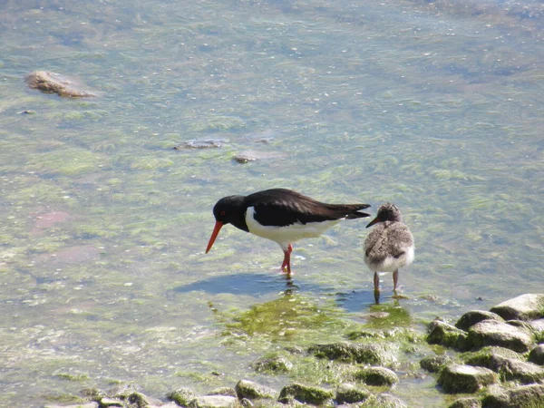 Oystercatcher mom teaching its baby to fish at seashore.