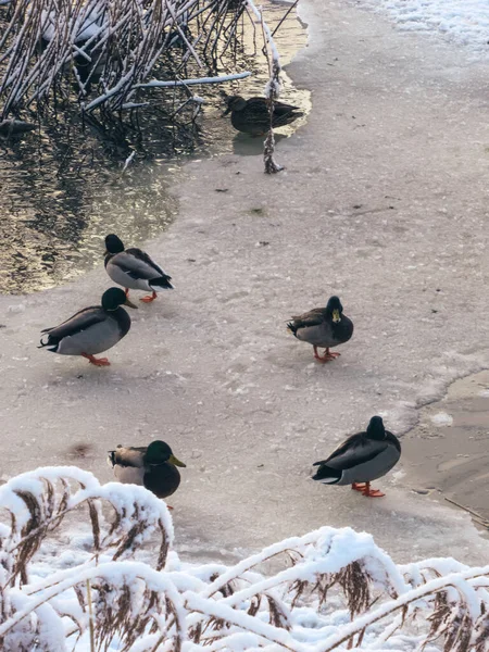 Kışın loş bir öğle ışığında buzun üzerinde duran yaban ördekleri.
