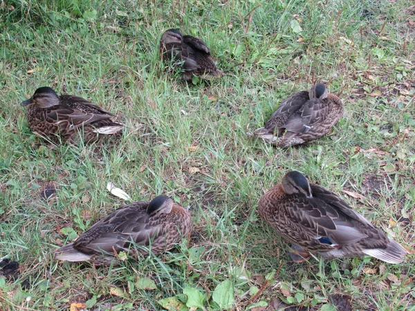 Dişi yaban ördekleri otların üzerinde uyur..