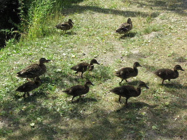 Μητέρα Mallard Οδηγεί Μωρά Της Ένα Σχηματισμό Στο Γρασίδι — Φωτογραφία Αρχείου