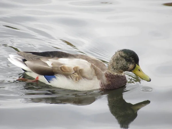 Vízen Úszó Fiatal Drake — Stock Fotó