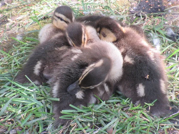 Yavru yaban ördekleri kabarık bir yığın içinde uyuyor..