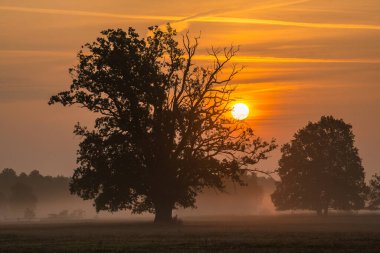 Güzel bir gündoğumunda çayırdaki meşe ağaçları