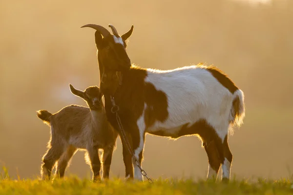 Mãe Cabra Com Uma Pequena Cabra Prado Luz Pôr Sol — Fotografia de Stock