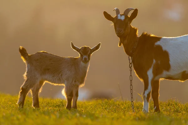 Mãe Cabra Com Uma Pequena Cabra Prado Luz Pôr Sol — Fotografia de Stock