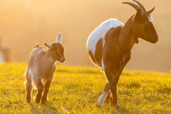 Mãe Cabra Com Uma Pequena Cabra Prado Luz Pôr Sol — Fotografia de Stock