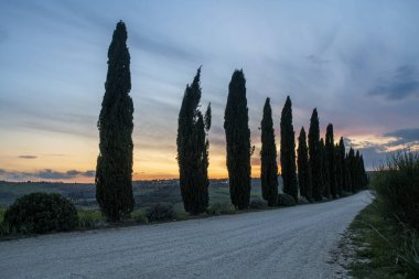 gravel road with cypress trees in Tuscany at sunset.
