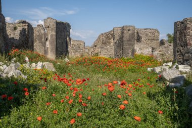 Antik Pompei harabelerinde açan kırmızı gelincikler