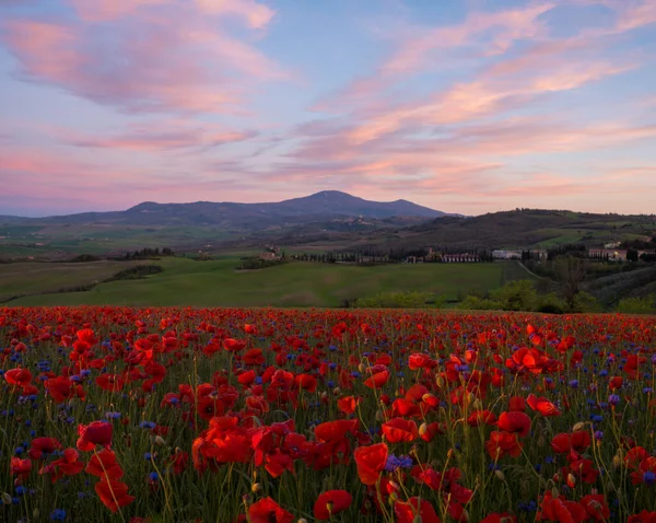 Papoilas Vermelhas Florescem Prados Toscana — Fotografia de Stock