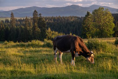 İnekler gün batımında çayırlarda bir dağ zeminine karşı otluyor.