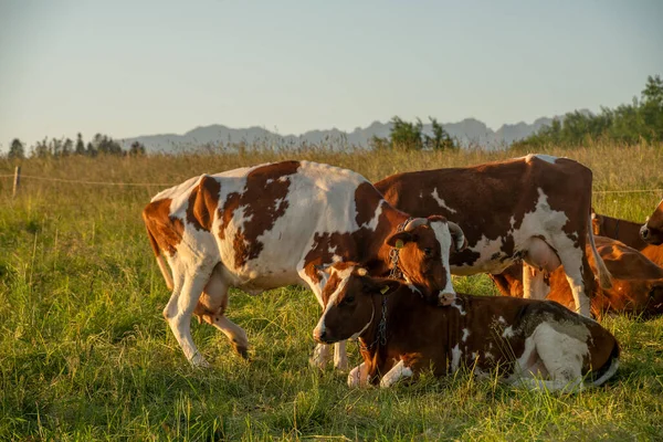 Vacas Pastando Prado Sobre Telón Fondo Montañas Durante Puesta Del — Foto de Stock