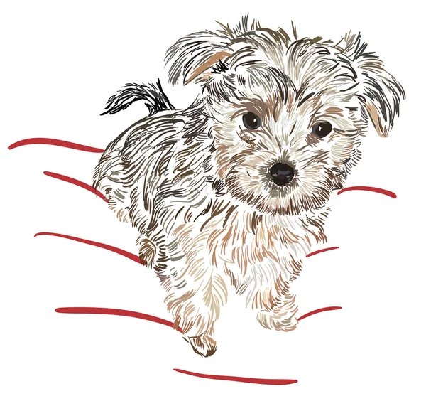 Schizzo yorkshire terrier — Vettoriale Stock