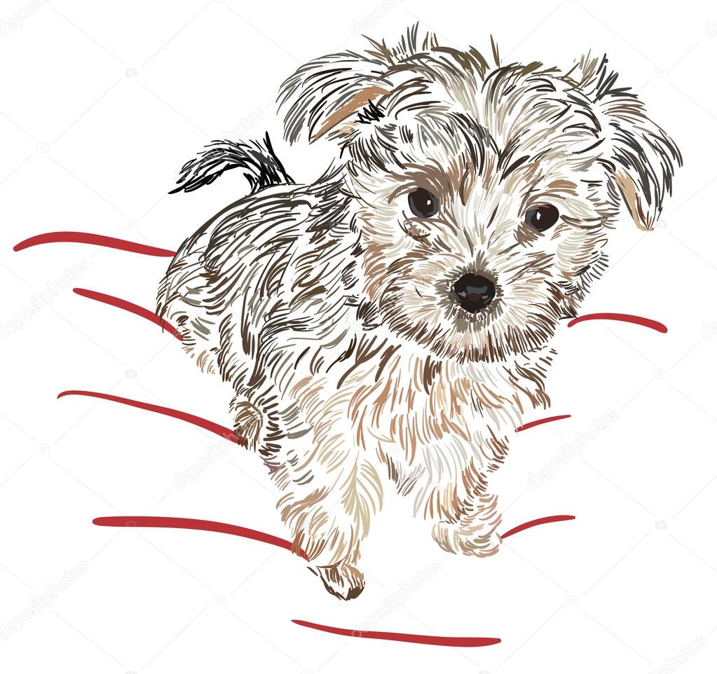 Sketch Yorkshire Terrier