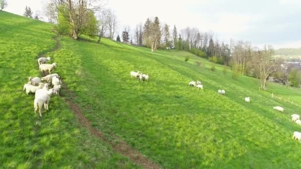 Aerial View Sheep Green Farmland Mountains Rural Scene Meadow Hill — Stockvideo