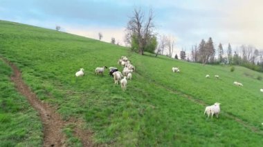 Dağlardaki yeşil tarım arazilerindeki koyunların havadan görünüşü. Kırsal alan, tepedeki çayır. İyi beslenmiş, bakımlı mutlu koyun çoban köpeği tarafından korunuyor.