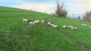 Dağlardaki yeşil tarım arazilerindeki koyunların havadan görünüşü. Kırsal alan, tepedeki çayır. İyi beslenmiş, bakımlı mutlu koyun çoban köpeği tarafından korunuyor.