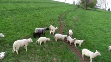 Dağlardaki yeşil tarım arazilerindeki koyunların havadan görünüşü. Kırsal alan, tepedeki çayır. İyi beslenmiş, bakımlı mutlu koyun çoban köpeği tarafından korunuyor.