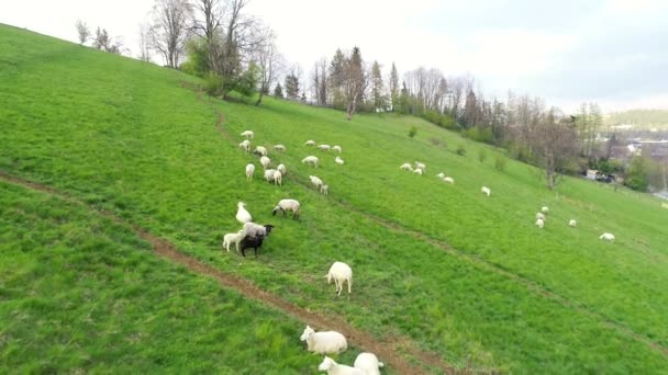 山の中で緑の農地に羊の空中ビュー 農村部のシーンは 丘の上の牧草地 よく飼われ 手入れの行き届いた幸せな羊は犬を飼いながら守っています — ストック動画