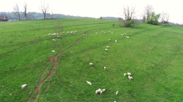 Luchtfoto Van Schapen Een Groene Landbouwgrond Bergen Landelijk Tafereel Weiland — Stockvideo