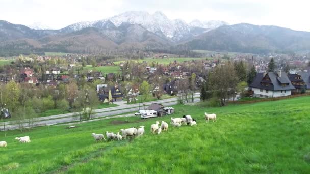 Aerial View Sheep Green Farmland Mountains Rural Scene Meadow Hill — Stock Video