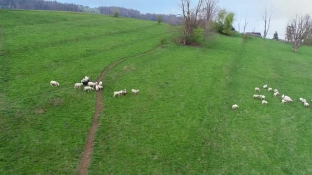 山の中で緑の農地に羊の空中ビュー 農村部のシーンは 丘の上の牧草地 よく飼われ 手入れの行き届いた幸せな羊は犬を飼いながら守っています — ストック動画