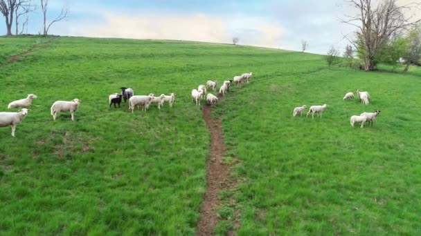 Dağlardaki Yeşil Tarım Arazilerindeki Koyunların Havadan Görünüşü Kırsal Alan Tepedeki — Stok video