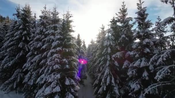 Vista Épica Aérea Del Bosque Invierno Cubierto Nieve Hermosas Fugas — Vídeos de Stock