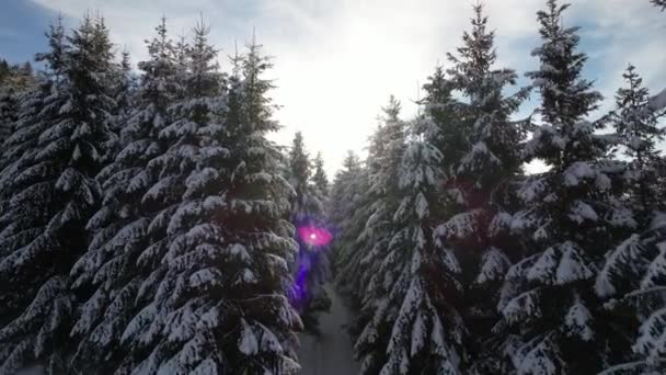 雪に覆われた冬の森の空中壮大な景色と美しい光漏れ 山の中で雪の白い冬 晴れた日には雪に覆われたトウヒの木や山の峰 — ストック動画